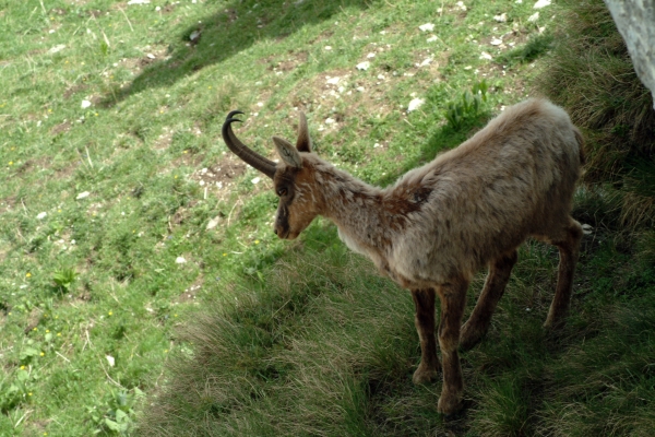 Camoscio d''Abruzzo Rupicapra pyrenaica ornata